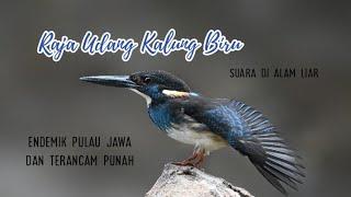 suara burung yang terancam punah Raja Udang Kalung Biru  javan blue-banded kingfisher di alam liar