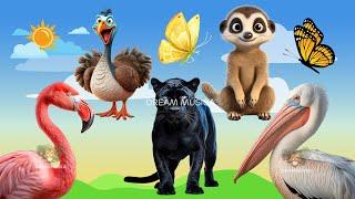 Animal sounds around us Flamingo Panther Meerkat Pelican Turkey Butterfly - Animal videos