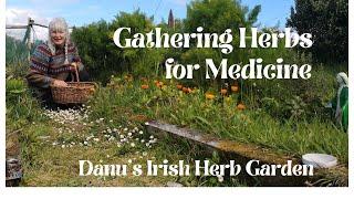 Gathering Herbs for Medicine