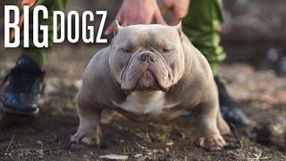 The Muscular Micro-Bully With $10000 Pups  BIG DOGZ