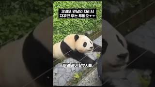 강바오 만났던 자리에서 매일 우는 푸바오ㅜㅜ#동물 #panda #이슈