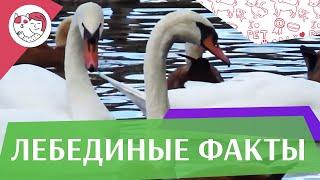 5 необычных фактов о лебедях на ilikepet