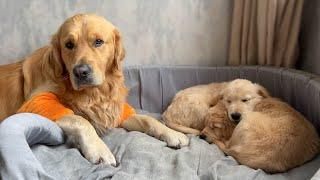 Golden Retriever Dad Guards His Sleeping Puppies