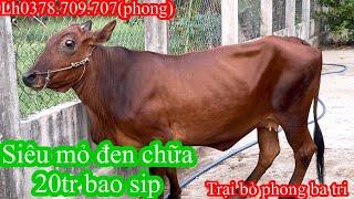 1303Trại bò phong ba tri 2 báo giá công khai tiếp tục nhé cả nhà