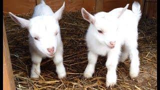 Cute Baby Goats - A Cutest And Funny  Goats Baby Videos Compilation NEW HD