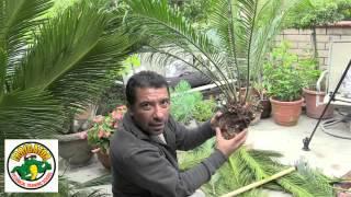 How to Relocate a Sago Palm - Cycas Revoluta