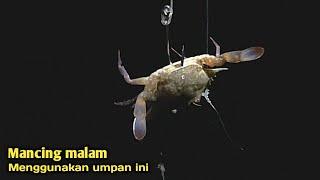 Mancing kakap malam hari Mancing kakap umpan turun langsung disambar