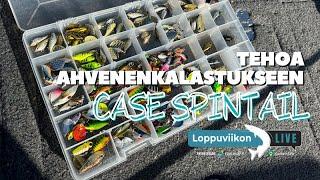 Tehoa ahvenenkalastukseen  Case spintail  Loppuviikon Live