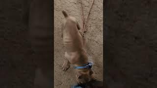 Cane Corso Puppy - 10 Weeks - Time for Schutzhund Training