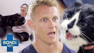 Top 5 Vets Helping Cranky Pets   Bondi Vet Compilation  Bondi Vet