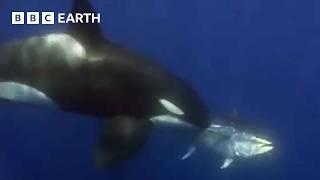 Amazing Orca Moments  BBC Earth