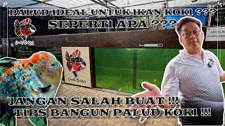 PALUD IDEAL UNTUK IKAN KOKI ??? SEPERTI APA ??? JANGAN SALAH BUAT  TIPS BANGUN PALUD KOKI 