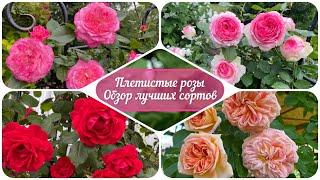 Лучшие сорта плетистых роз в моём саду. Урал 2-3 зона