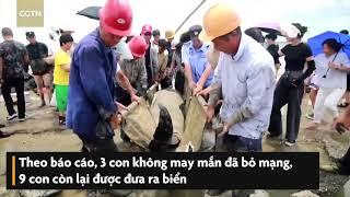 Giải cứu 12 cá voi đầu dưa mắc cạn ở Trung Quốc