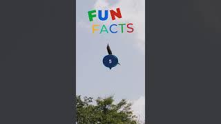 Eagle Extravaganza DJC Kids 5 Mind-Blowing Facts about Awesome Eagles  #educationalvideos