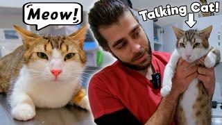 Cat Talking Non-stop  #TheVet