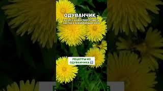 Одуванчик - это растение которое широко используется в народной медицине … ⤵️