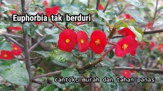 Euphorbia geroldii  Euphorbia tak berduri yang berbunga sepanjang tahun