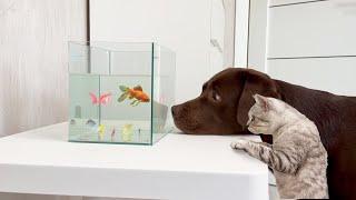 Funny ReactionGiant Retriever and Tiny Kitten Cant Stop Watching the Aquarium