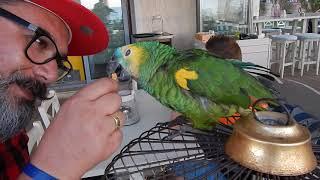 Попугай Кеша  Funny parrot