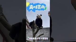 离堆雨天开音乐会  高兴的咩咩叫！ #国宝大熊猫 #pandacub