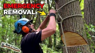 Emergency Tree Removal To Save A House - Bigleaf Maple Logging