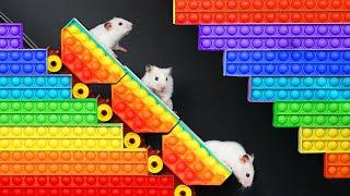 DIY Hamster Maze  Pop It Challenge