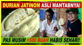 Bikin Mblengerrrr Rumah Durian KENZO Pak Tukimin Jatinom Klaten Sehari Bisa 500an Buah Habis