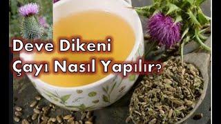 Deve Dikeni Çayı nasıl yapılır Karaciğer yağlanması