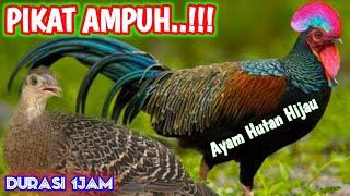 SUARA AYAM HUTAN HIJAU  AMPUH MEMANGGIL AYAM HUTAN JANTAN  DURASI 1 JAM