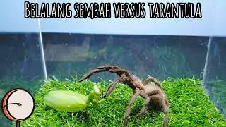 tarantula versus belalang sembah