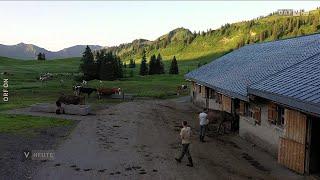 Alpsommer Familie Felder auf der Alpe Saluver