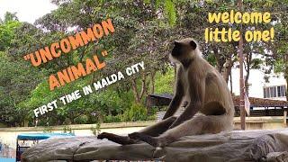 Uncommon animal Hanumaan came in Malda city near Vrindavani Maath to save us from CORONA - Monkey.
