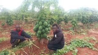 papaya farming gone to a higher level... Good production from calina papaya variety.