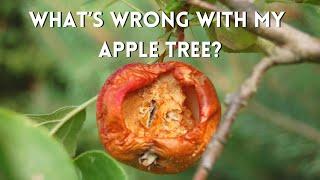 Whats Wrong with My Apple Tree?  Apple Tree Care Tips