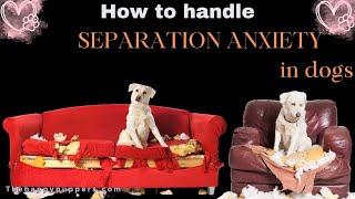 How to deal with separation anxiety in dogs? #thehappypuppers #separationanxiety #dogcare #dogblog