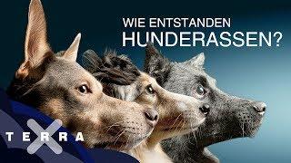 Warum gibt es Hunderassen?  Terra X