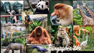 Singapore Zoo Guide Worlds best Rainforest Zoo  4K Tour  Best Zoo in Asia