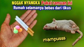 Buruan buat Nggak nyangka pakai ramuan ini Rumah selamanya bebas dari tikus