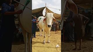 Cow video Status #shorts #ytshorts #eiduladhastatus #foryourpage