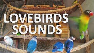 4 Hours Lovebirds Sounds - Agapornis Personatus Agapornis Fischeri - July 4th 2020