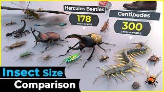 3d size comparison  Insects
