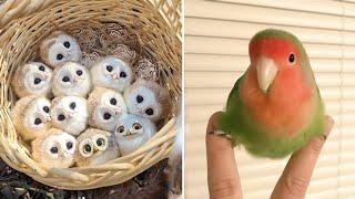 Smart And Funny Parrots Parrot Talking Videos Compilation 2024 - Cute Birds #24