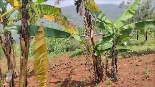 Rwanda Agricultural Farm Land For Sale Only $6000