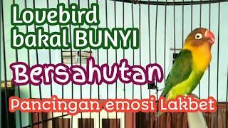 Pancingan Lovebird Ngekek  bunyi bersahutan