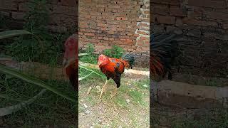 TULANGAN LEBIH BAGUS BANGKOK KLASIK #ayam #shortvideo #peternak