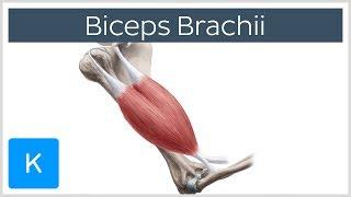 Biceps Brachii Muscle Overview and Action - Human Anatomy  Kenhub