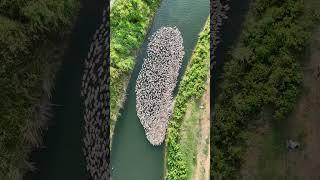 Ducks enjoy bath in Mysuru in drone footage