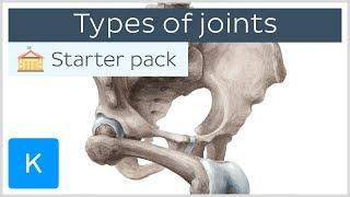 Types of joints in the human body - Anatomy & Examples  Kenhub