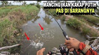 MANCING IKAN KAKAP PUTIH PAS DI SARANGNYA